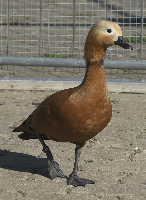 下半场