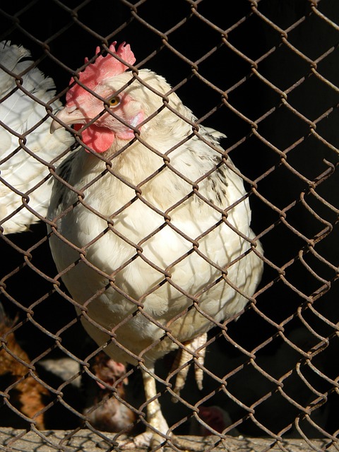 续发挥其重 续发挥其重